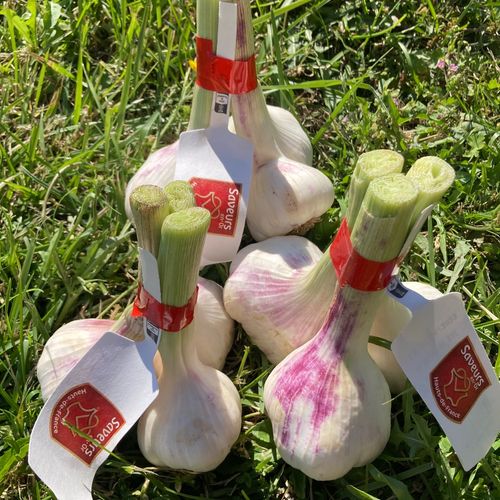 Photo de: Ail bottillon 3 têtes